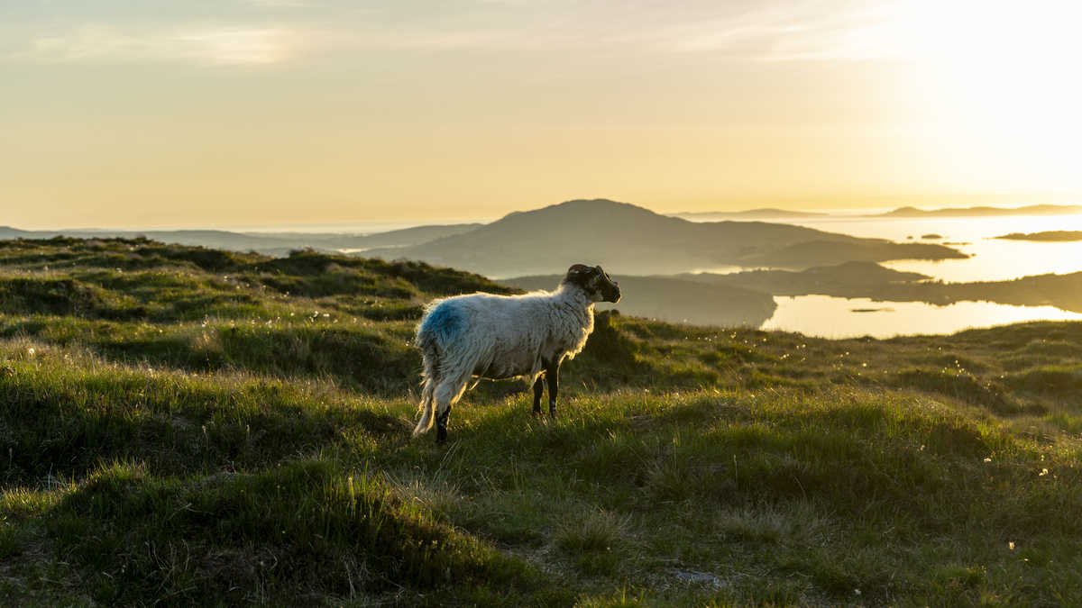 mouton devant dimond hill en Irlande