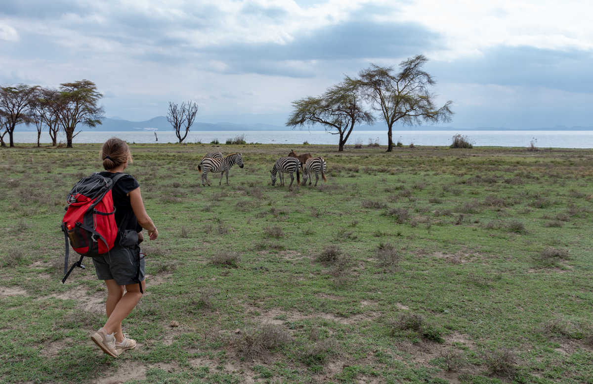 Observation à pied des zèbres à Crescent island au Kenya