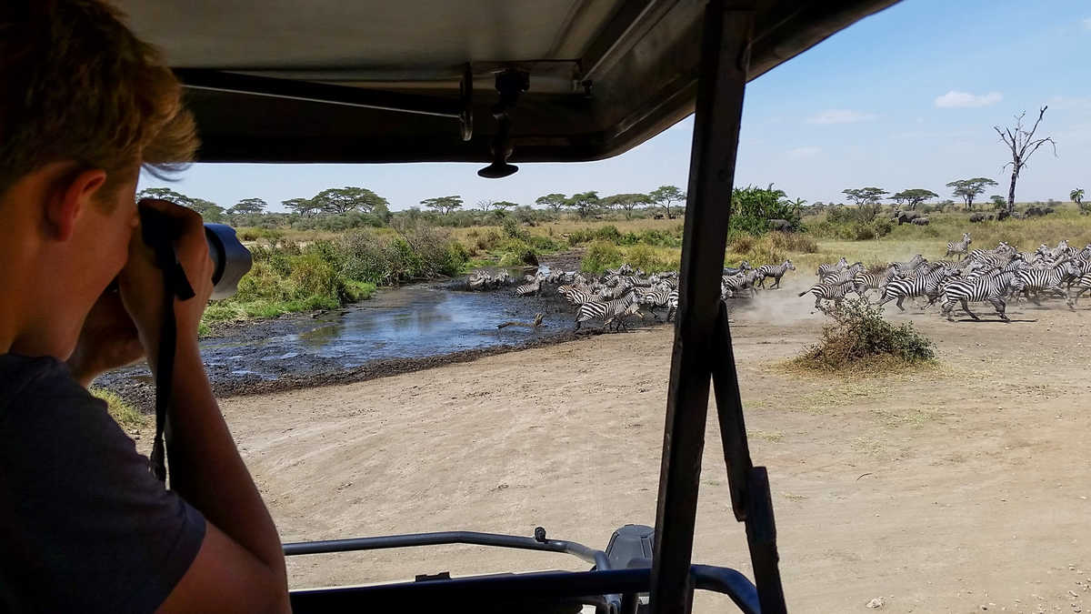 Observation de zèbres