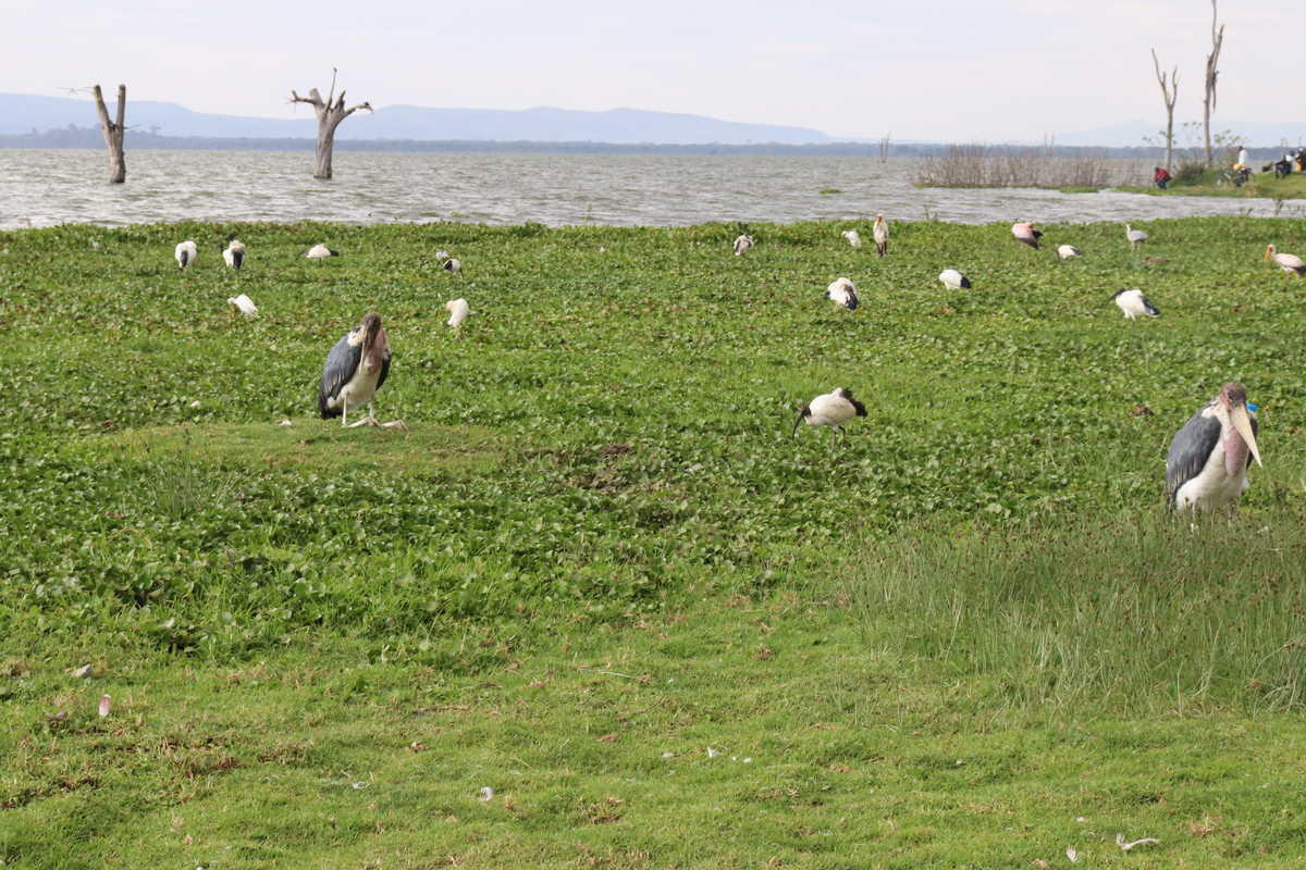 Oiseau au bord du lac Naivasha, Kenya