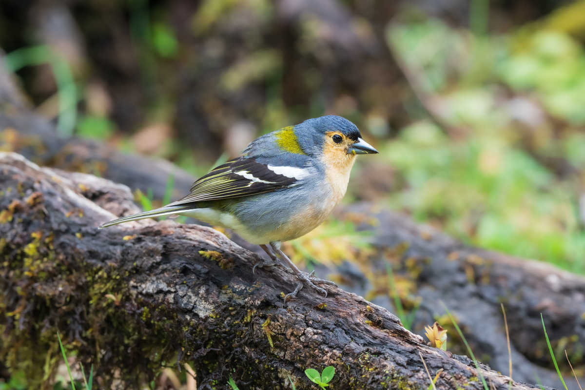 oiseau dans la forêt de Fanal, Madère