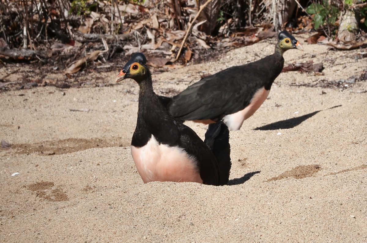 Oiseau Maléo sur une plage , Sulawesi Nord