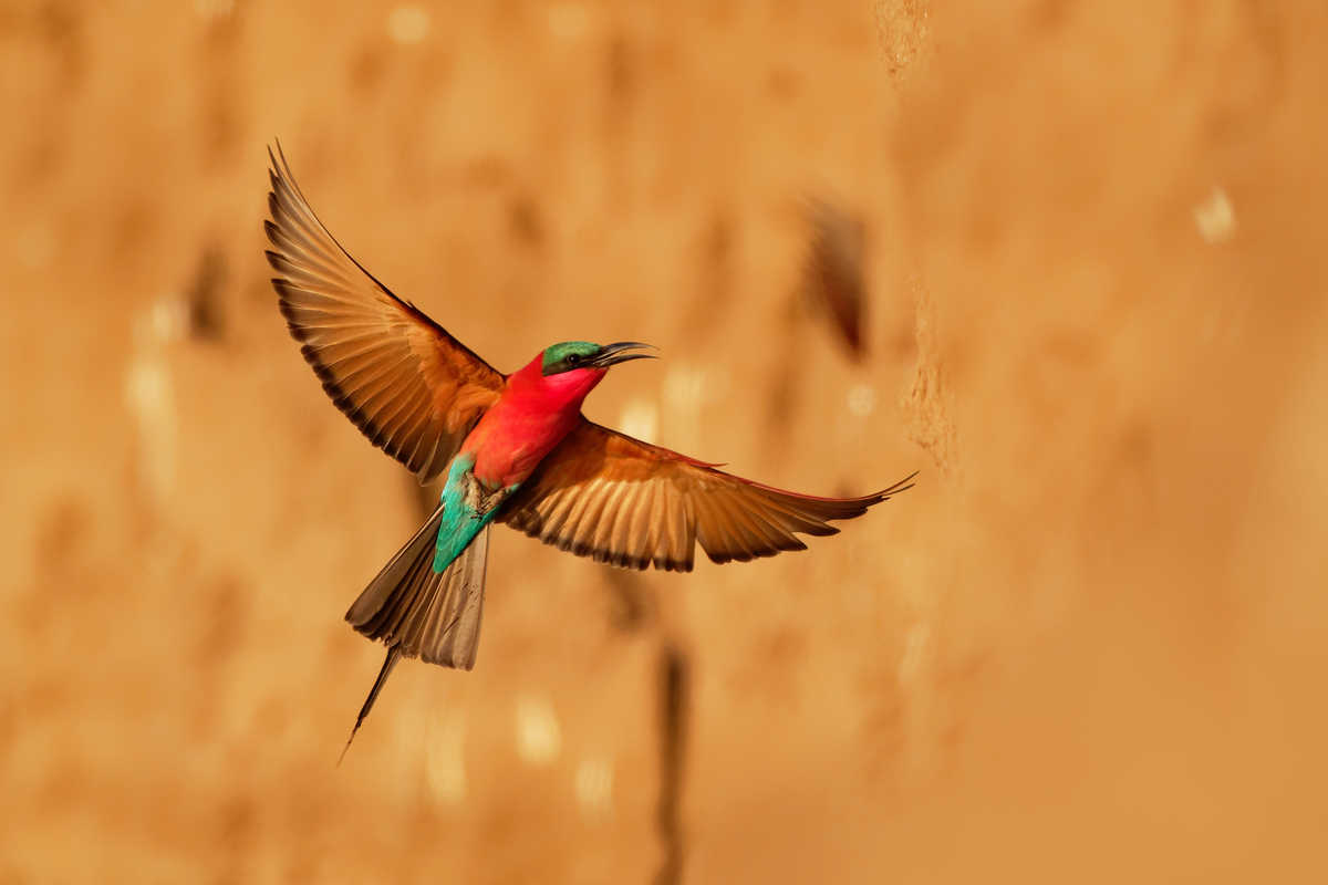 oiseau rouge qui vole à Mana Pools, Zimbabwe, Afrique
