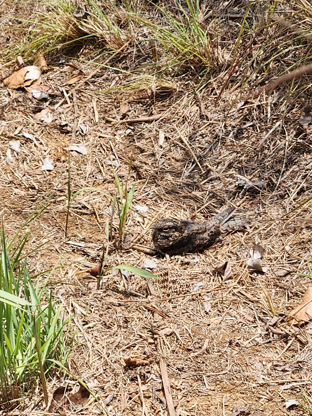 Oiseau tétanisé au sol, Pérou