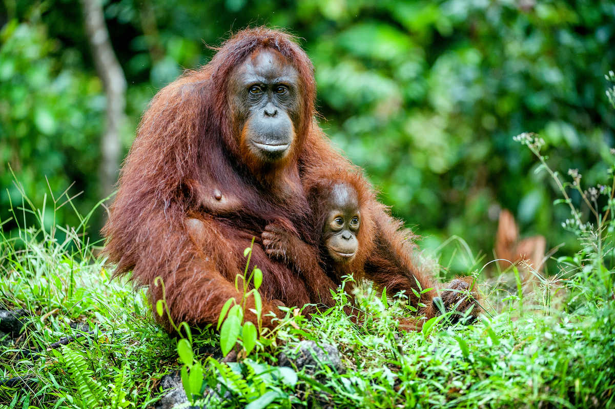Orangs Outangs sur l'île de Sumatra