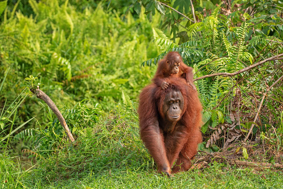 Orangs-outans de Sumatra, Indonésie