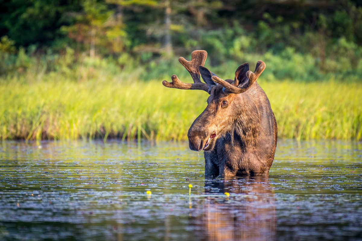 Orignal au Canada; faune sauvage canadienne