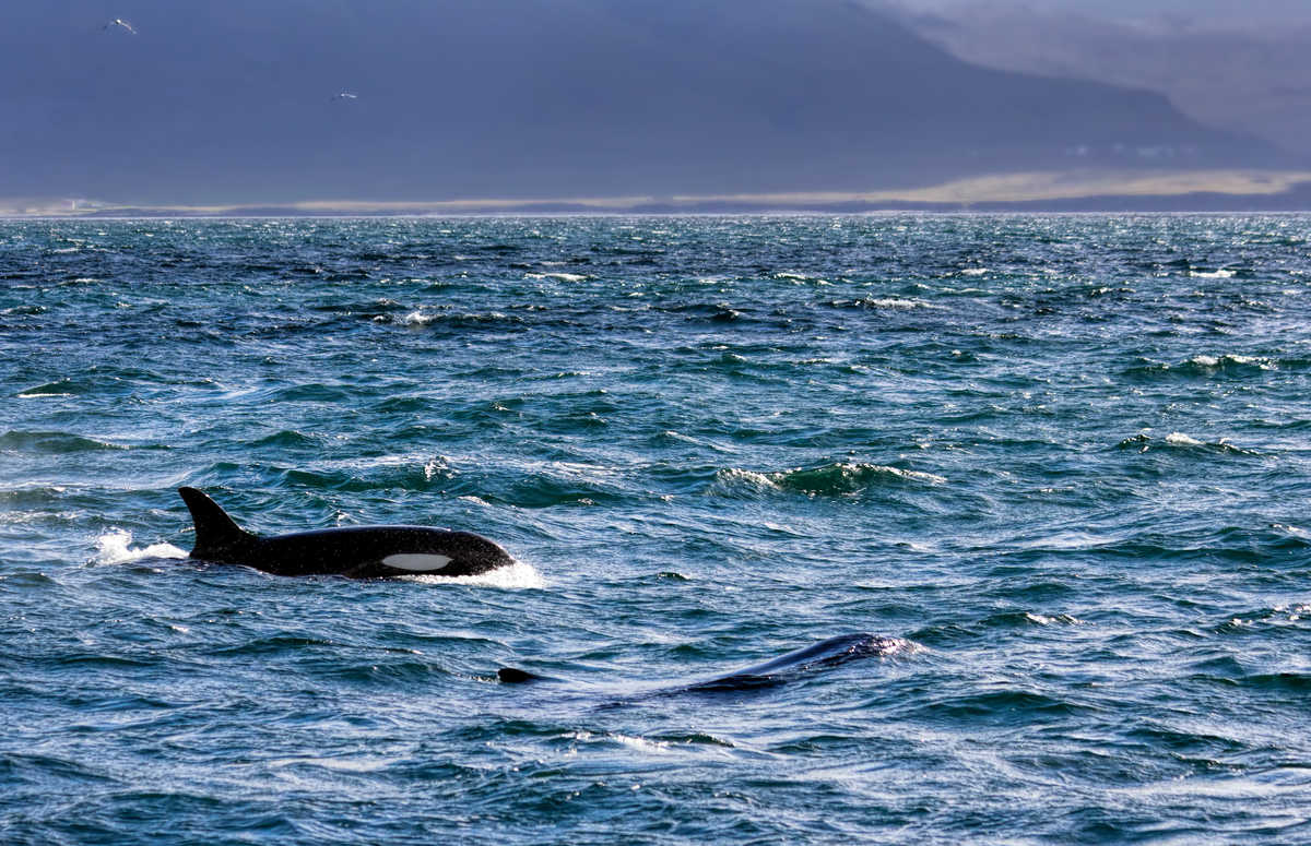 Orques dans l'eau en Islande