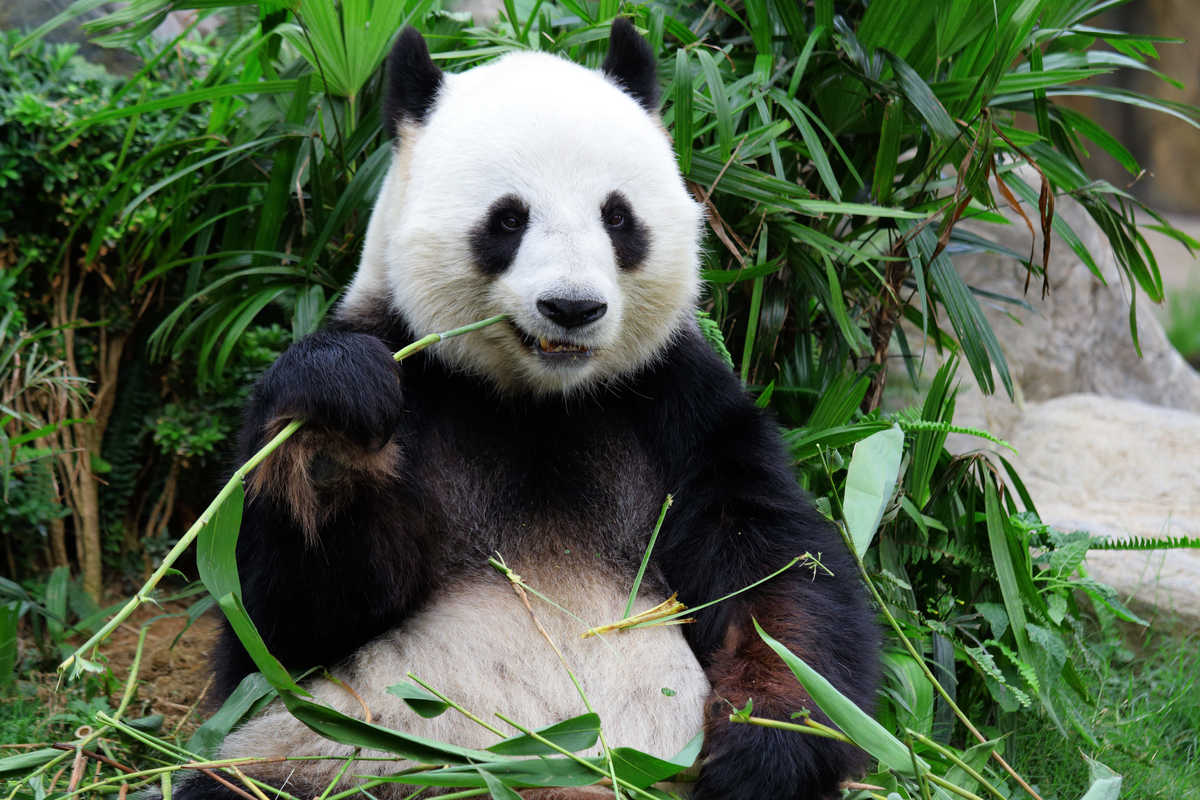 Panda géant qui mange du bambou en Chine