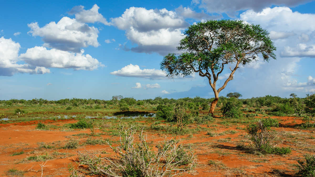 Parc Tsavo, Kenya