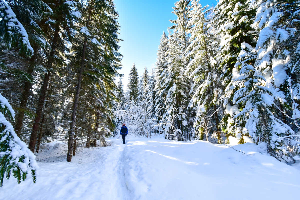 Paysage enneigé Finlande © Adobe Stock Paysage enneigé Finlande