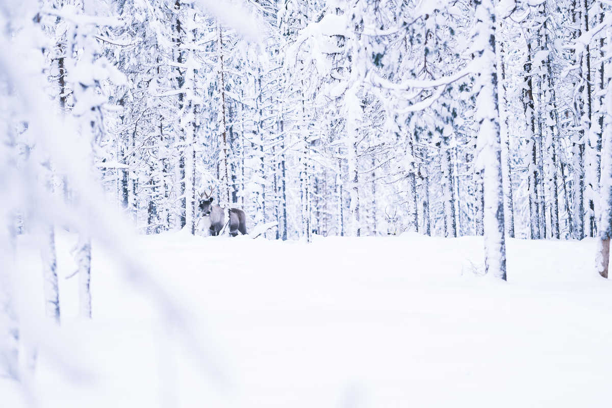 Paysage hiver Finlande avec un renne