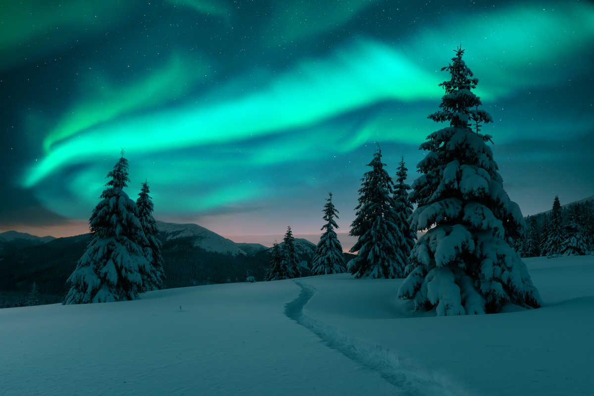 Paysage hivernal nocturne avec aurores boréales et forêt de pins