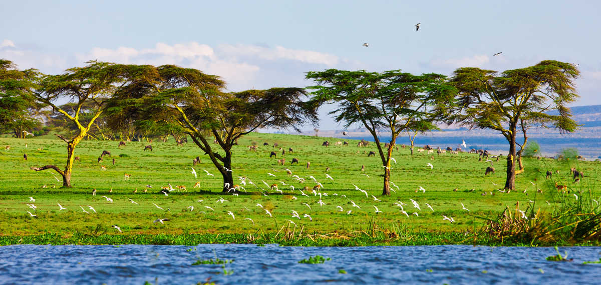 Paysage lac Naivasha avec animaux