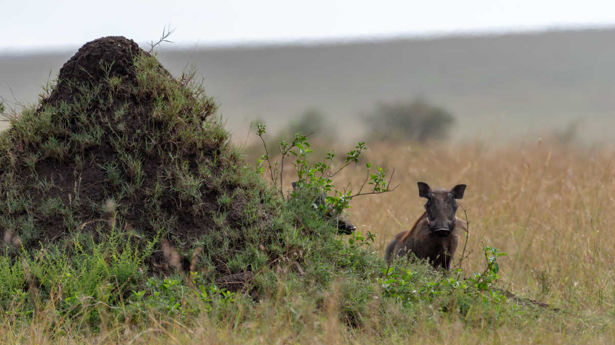 Phacochère dans le Masaï mara au Kenya