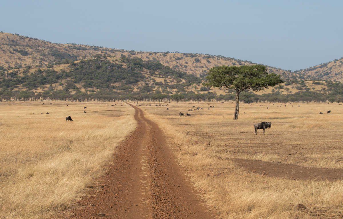 Piste du Serengeti