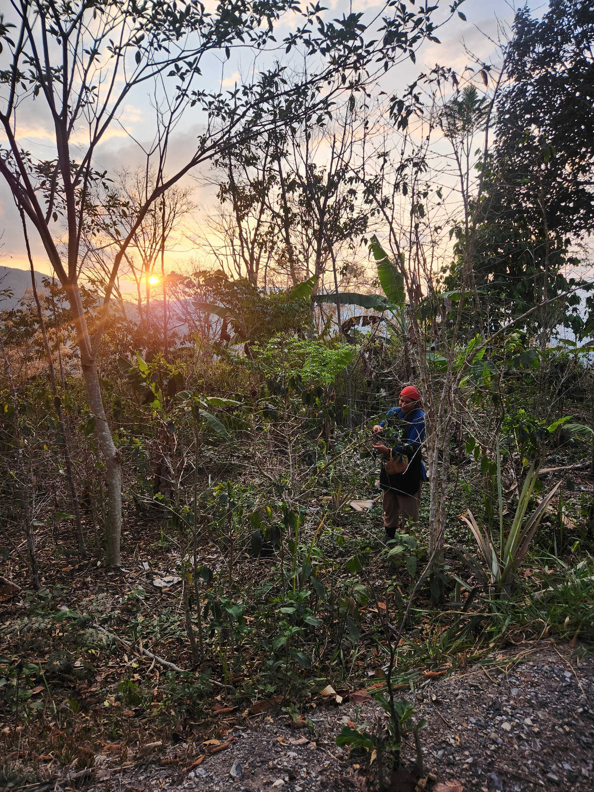 plantation de Cacao et de Café au Pérou