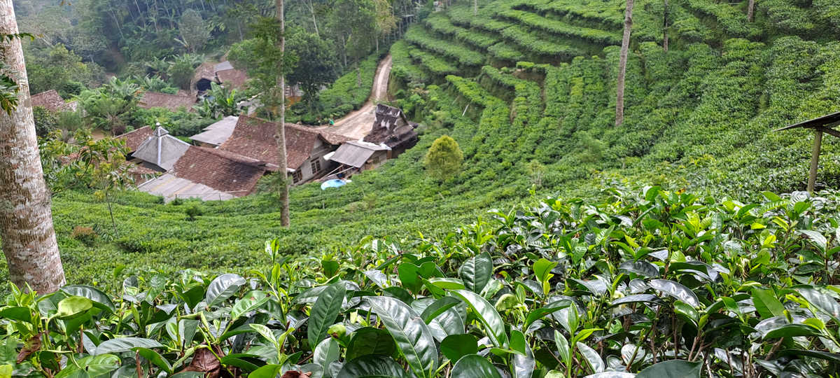 Plantation de thé dans la région de Lawu, Java, Indonésie