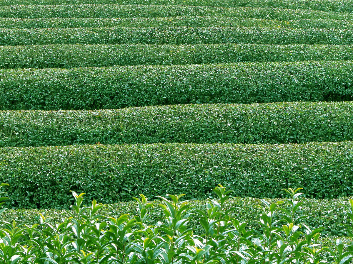 Plantations de thé d'Uji, Japon © Adobestock Plantations de thé d'Uji, Japon