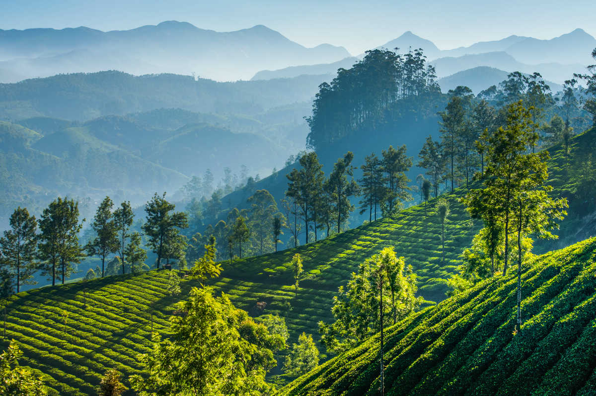 Plantations de thé vert Munnar Kerala Inde