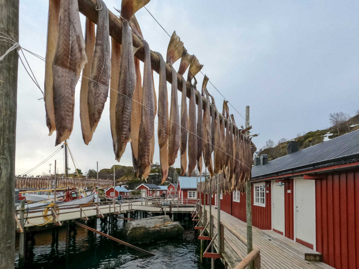 Poisson séchant dans le village de pêcheur de Nusfjord, Norvège