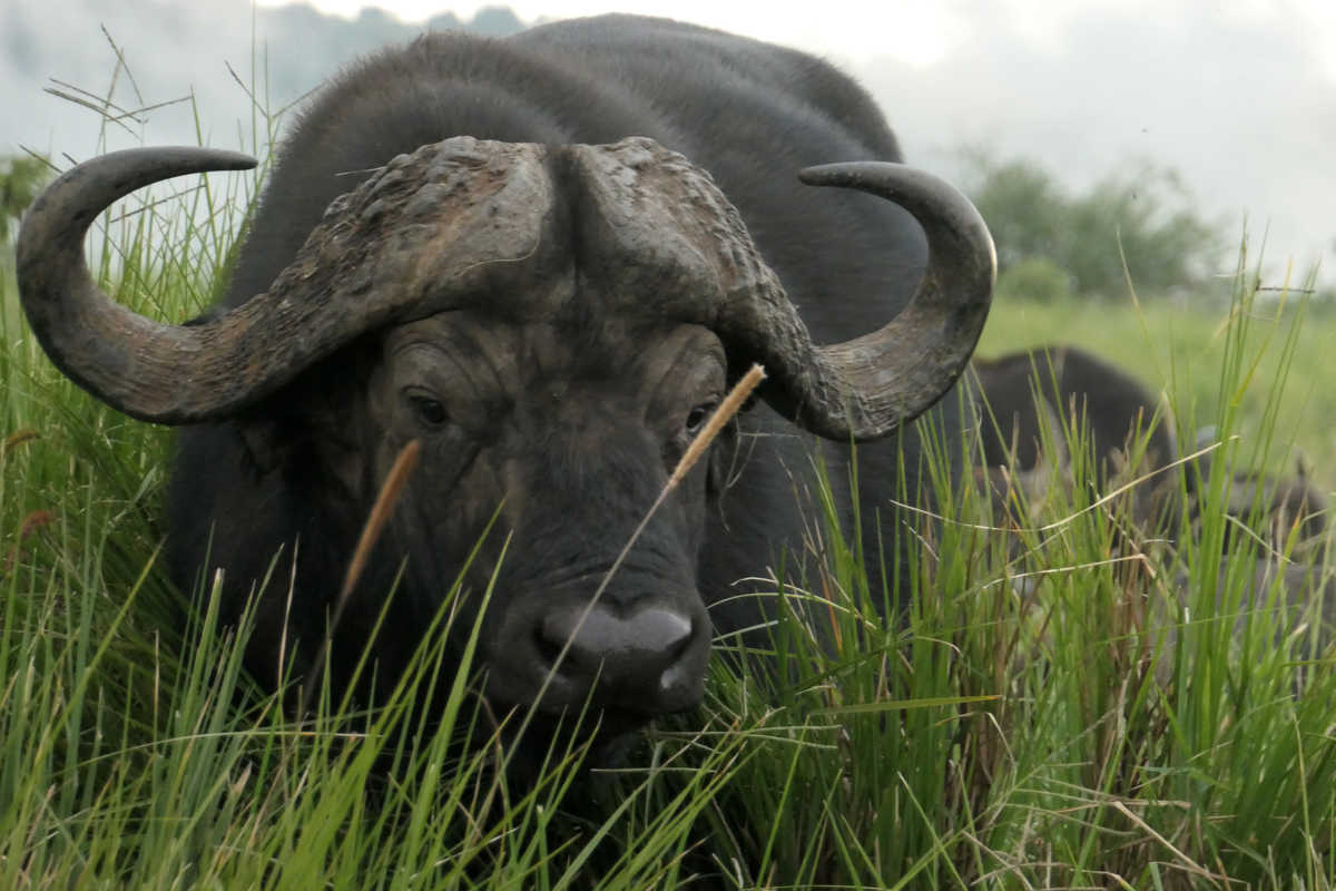 Portrait d'un buffle dans la réserve naturelle du Serengeti en Tanzanie