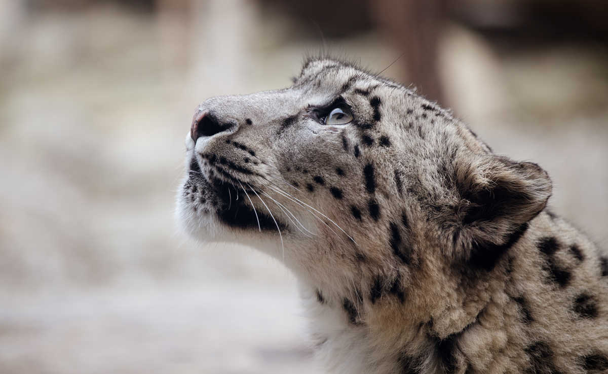 portrait d'un léopard des neiges qui regarde vers le haut au Pakistan