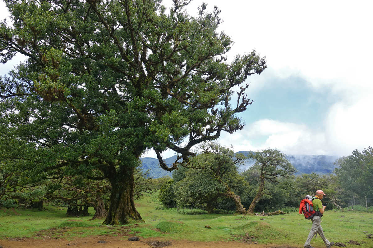 Randonnée dans la forêt de Fanal à Madère