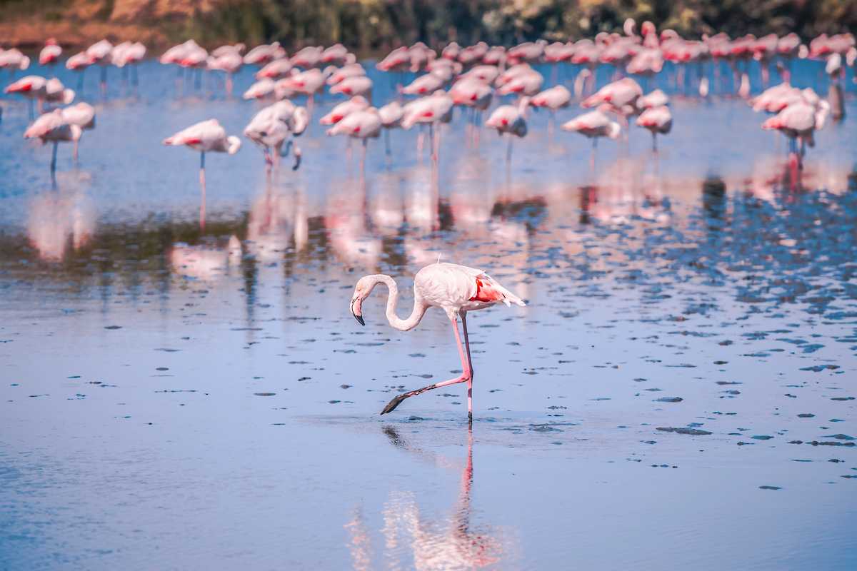 Randonnée dans les marais avec les flamands roses en camargue