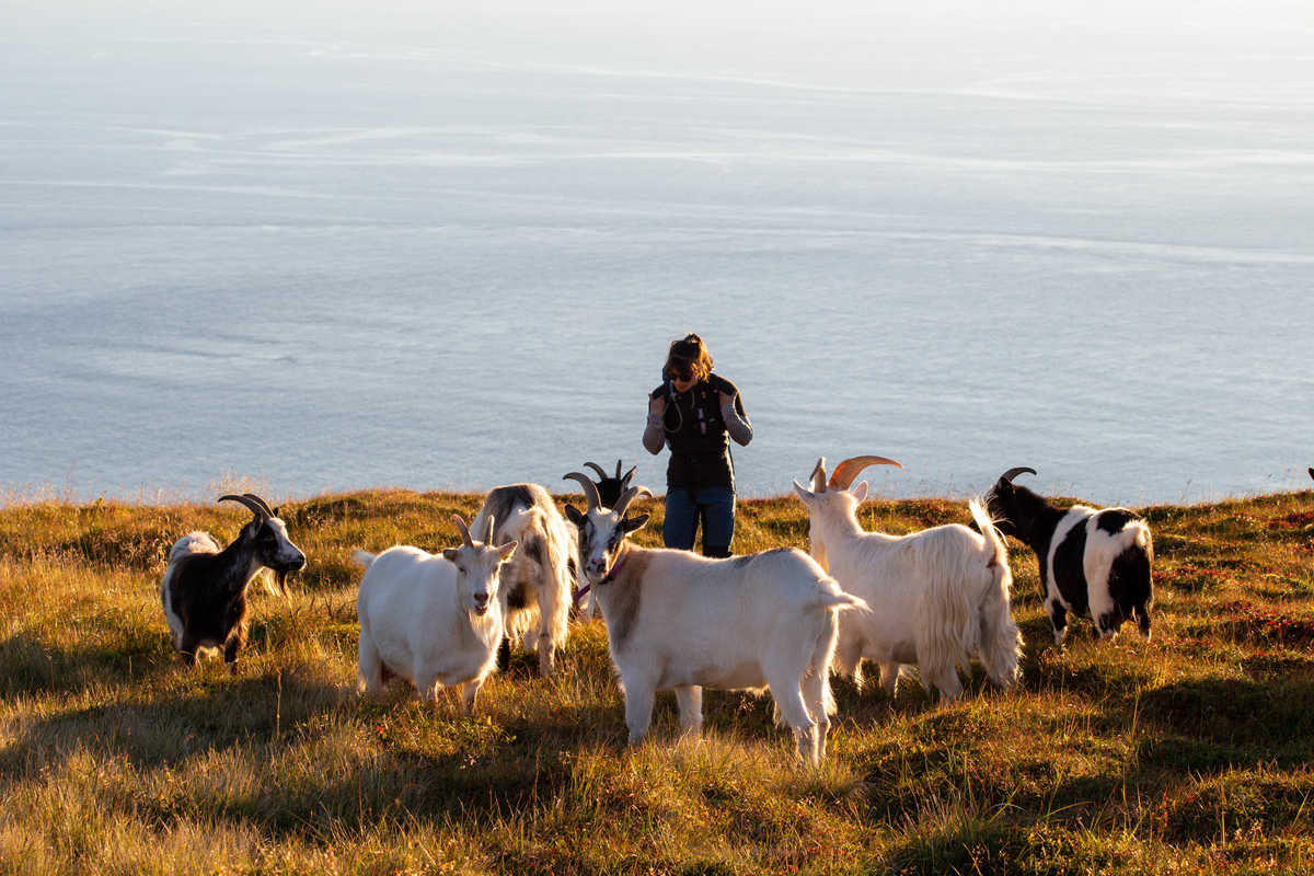 Randonneur entouré de chèvre, en haut des Îles Lofoten © Carte Blanche Expédition Randonneur en haut sommet des Îles Lofoten au milieux des animaux