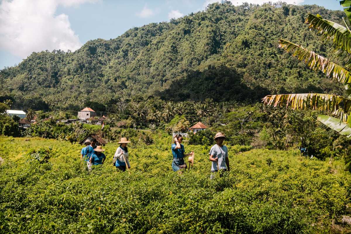 Randonneurs avec leur guide pendant une randonnée en Indonésie