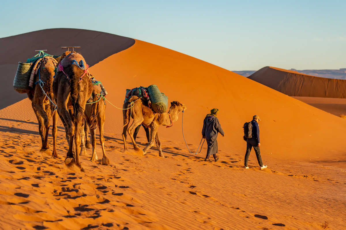 Randonneurs et chameaux dans le désert marocain