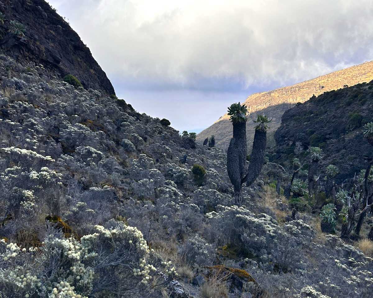 relief recouvert d'immortelles, ascension du Kilimandjaro par la voie Machame, Tanzanie