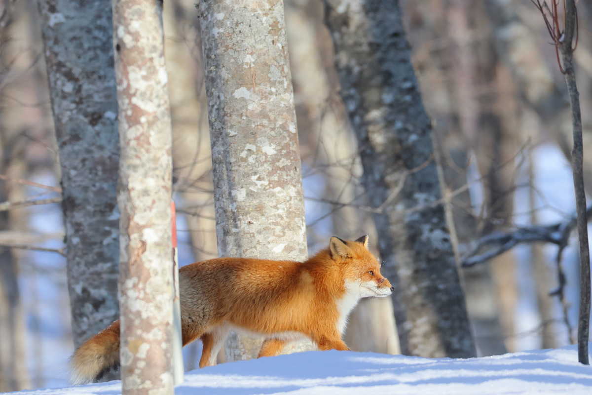 Renard dans une forêt de Niseko, Hokkaido, Japon © Adobe Stock Renard dans une forêt de Niseko, Hokkaido, Japon