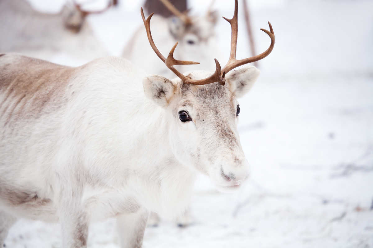 Renne Finlande Hiver
