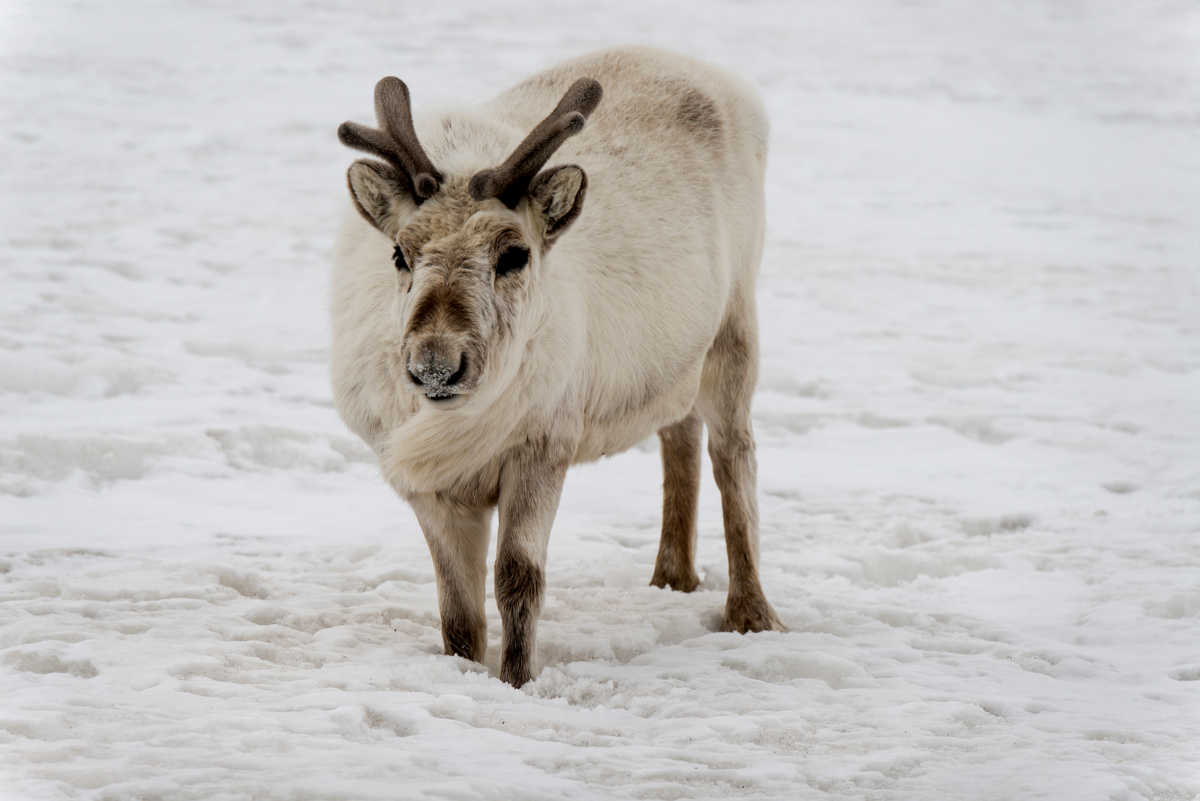 Rennes du Svalbard au Spitzberg l'hiver