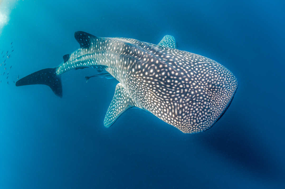 Requin Baleine d'Indonésie