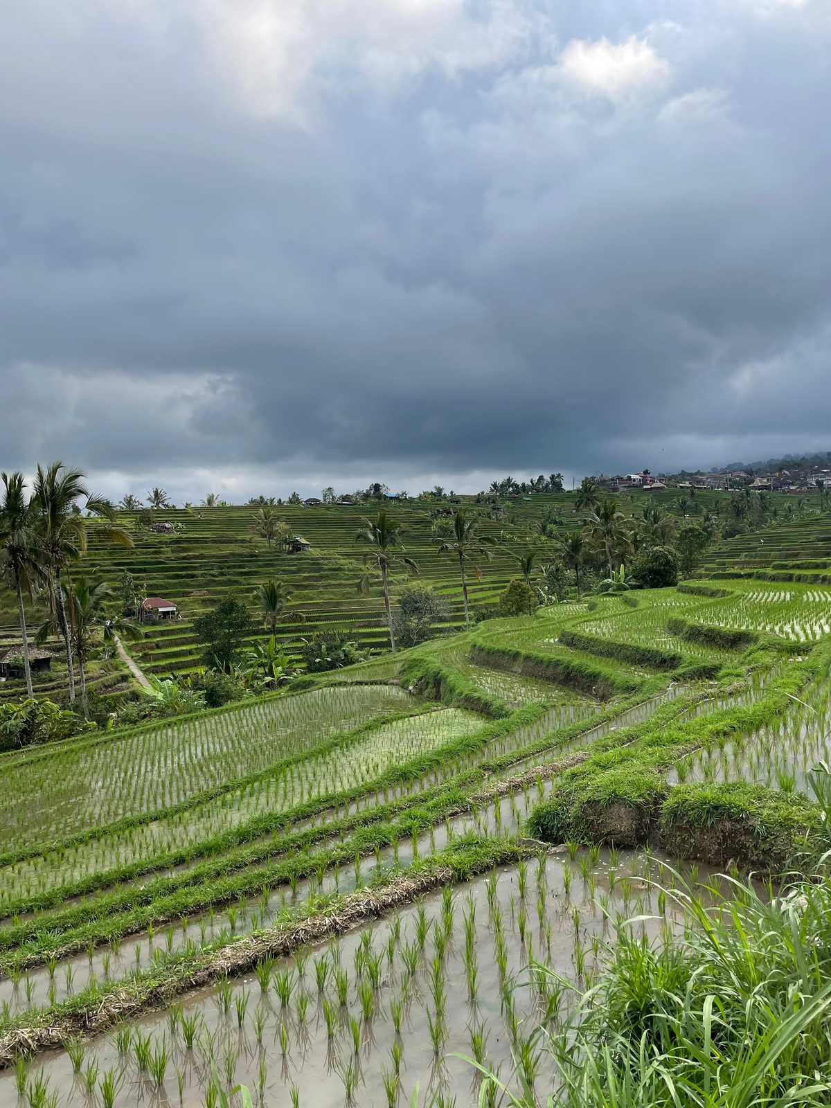 Rizière d'Ubud, Bali, Indonésie