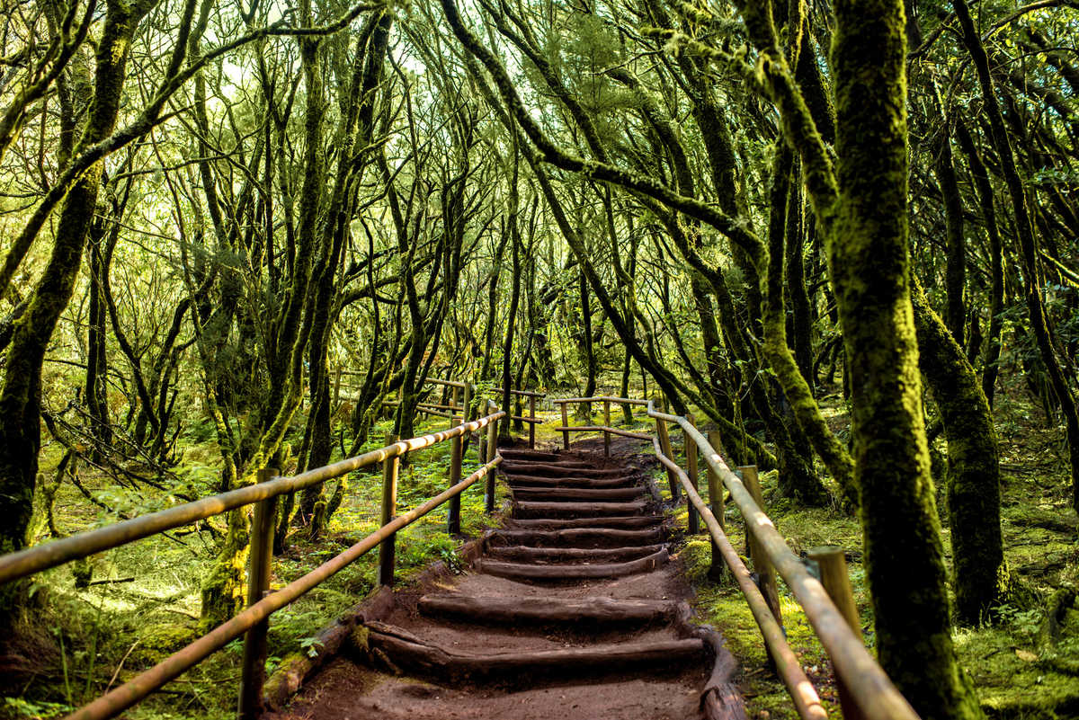 Sentier au Parc National du Garajonay, La Gomera, Canaries