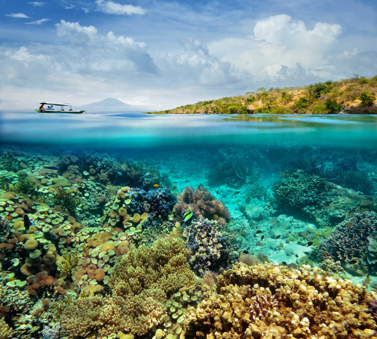 Session de Snorkeling sur l’île de Menjangan en Indonésie