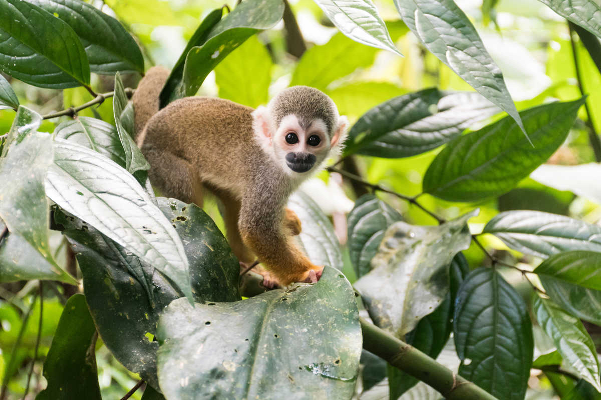 Singe écureuil d'Amazonie Pérou