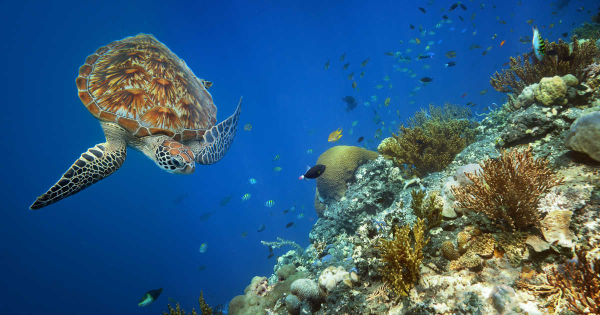 Tortue marine à Hawaï