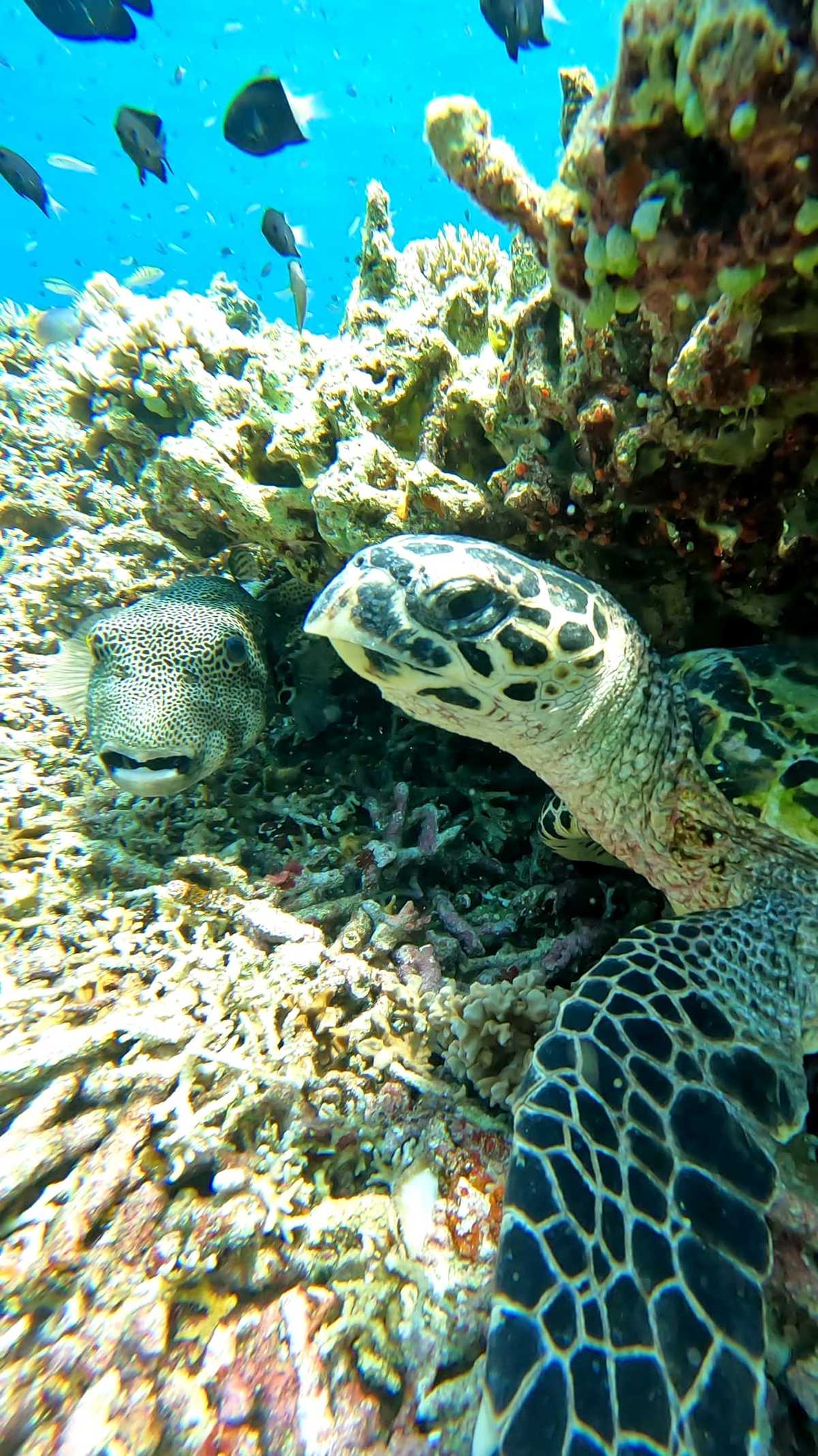 tortue, parc national de tortuguero, costa rica