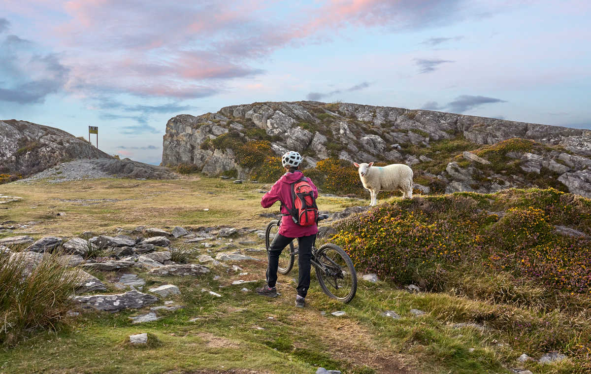 Touriste sur un vélo au coucher du soleil sur les falaises de Sheeps Head, face à un mouton,  Irlande