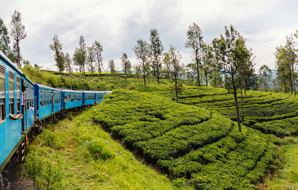 Train bleu passant dans les rizières du sri lanka