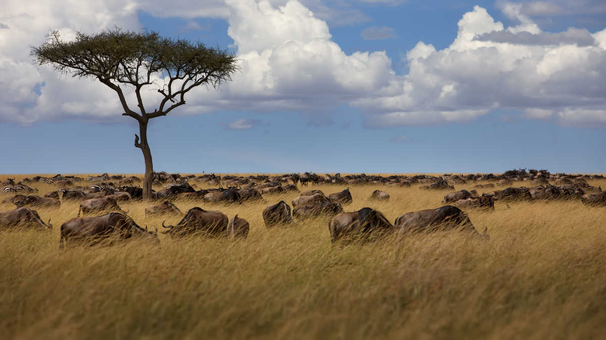 Troupeau de gnous dans le Masai Mara, Kenya