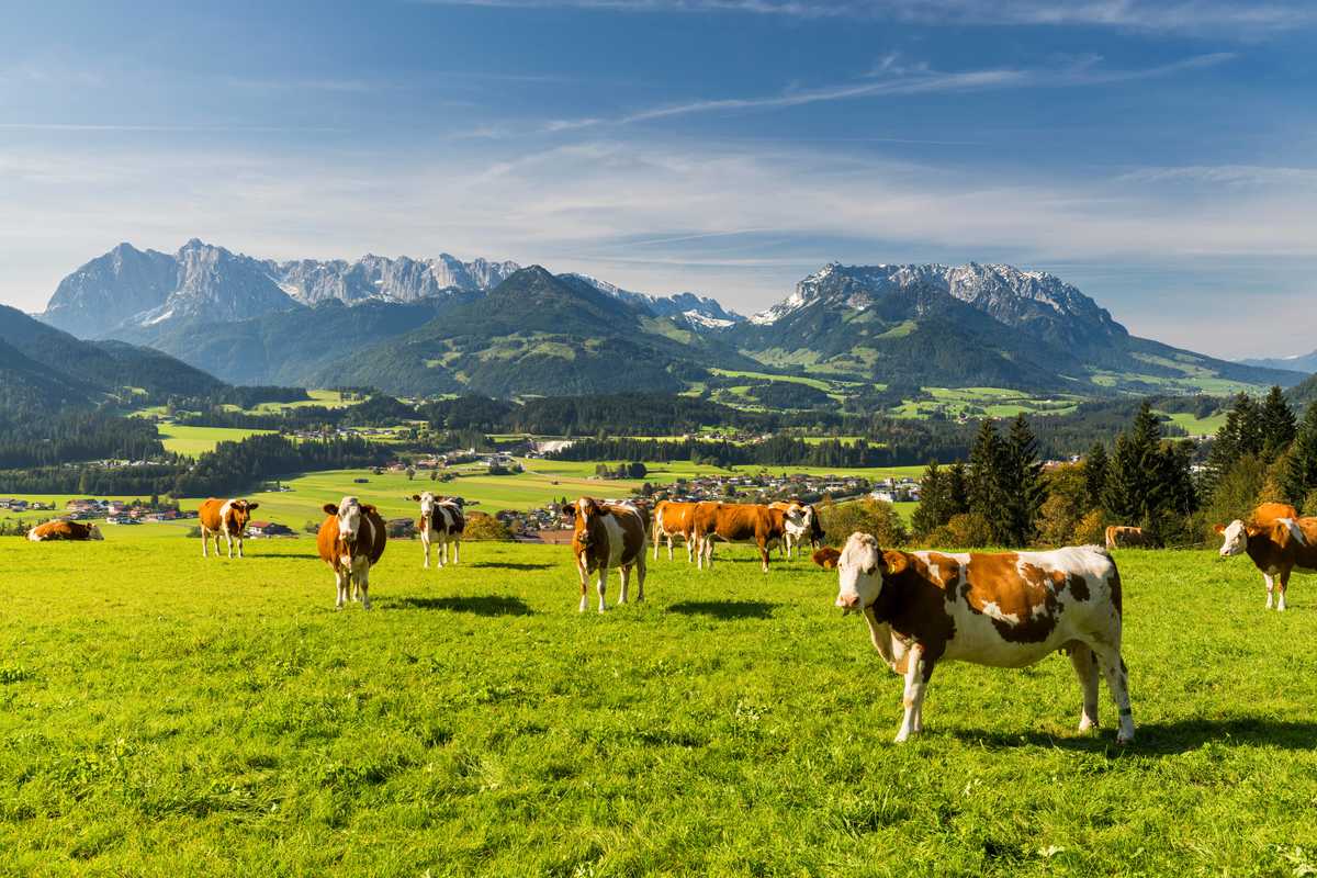troupeau-de-vaches-montagnes-autrichiennes