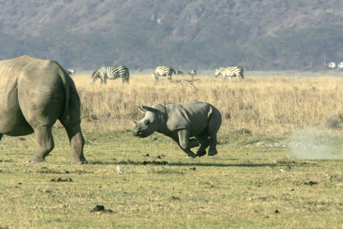 Un bébé rhinocéros qui court dans la savane en Tanzanie