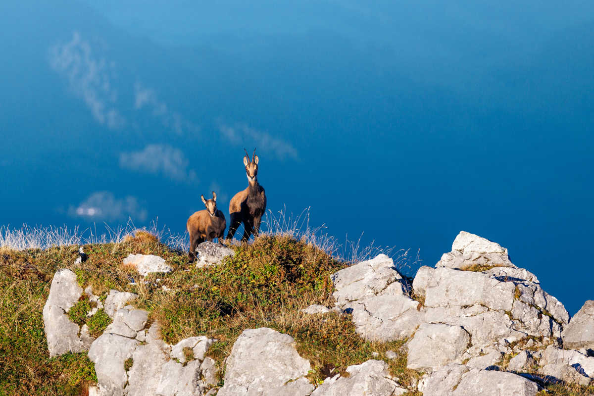 un chamois et son enfant dans le parc naturel d'Oberland en Suisse