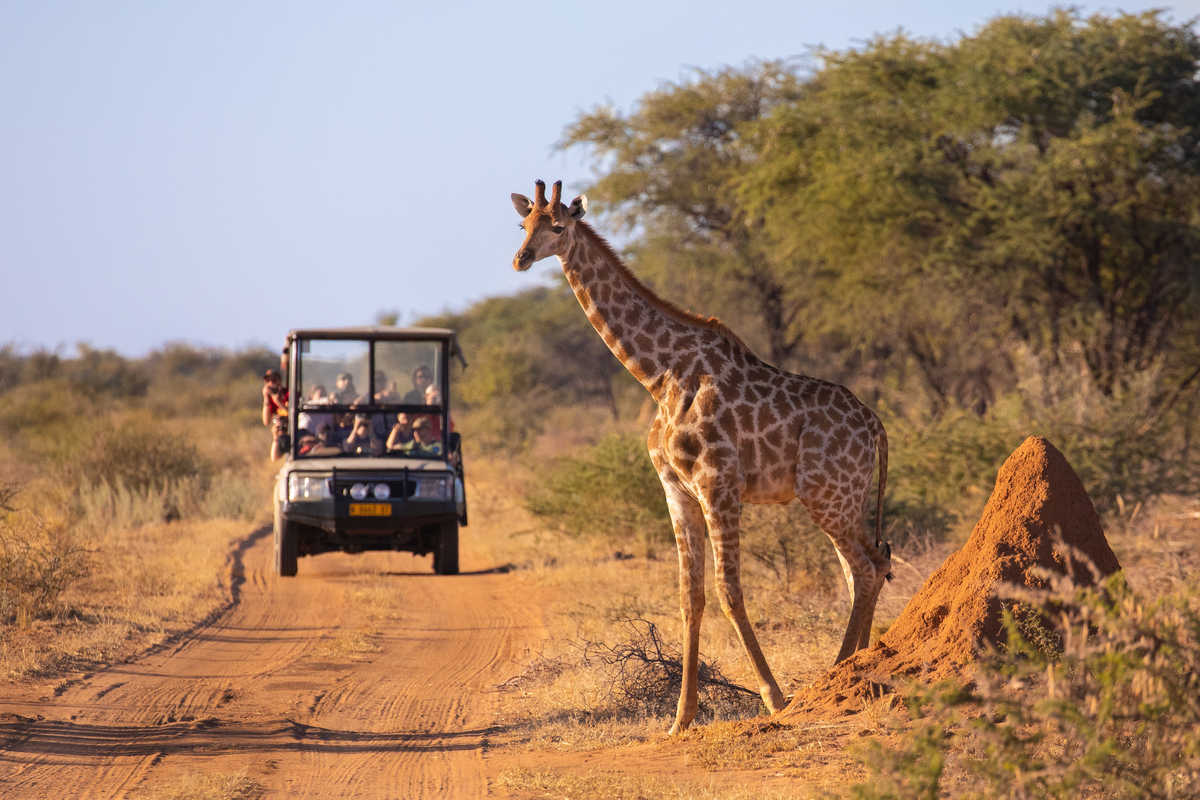 Une girafe traversant la savane